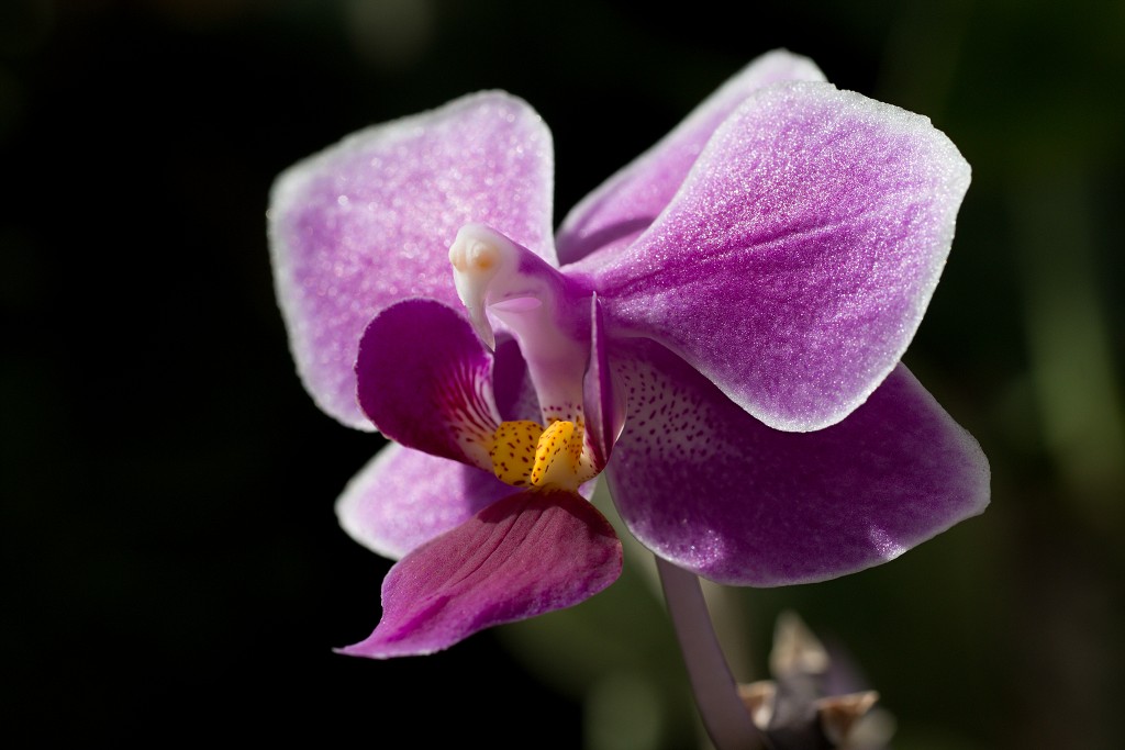 orchideeën orchidee orchideeen hdr bloem Orchidaceae natuur flora bloemen orchis sierbloem sierplant phalaenopsis orchidaceae